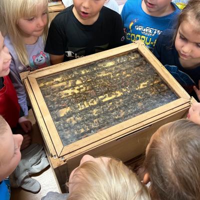 Vcelky V Ms 20241023 16